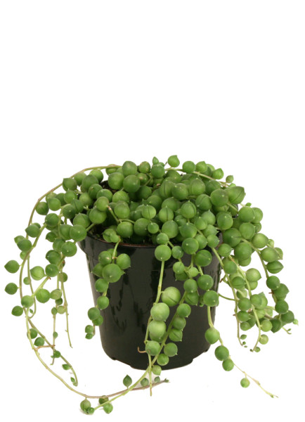 String of Pearls Green